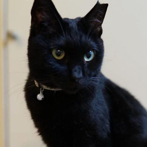 ネロ♀黒猫