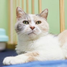 千秋さん 猫