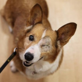 アロマちゃん 犬