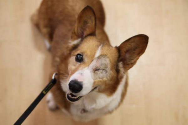 アロマちゃん ♀ 犬