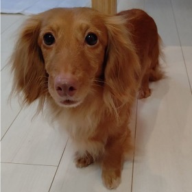 アモル 犬
