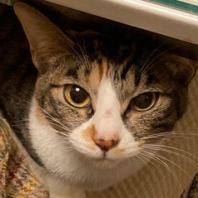 ベッカ 猫