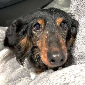 ベンツ 犬