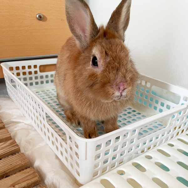 チャイくん ♂ うさぎ