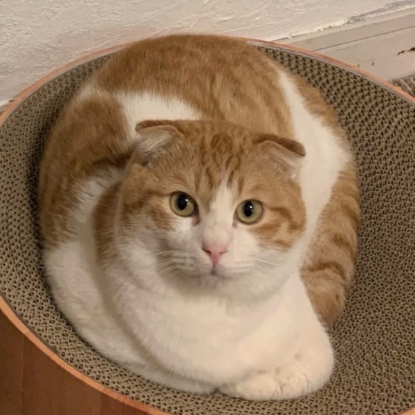 コニーくん ♂ 猫