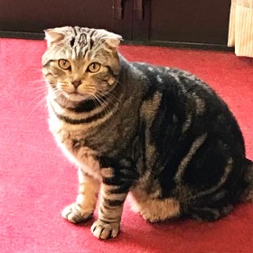 コーリー 猫