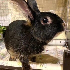 クロミセンパイちゃん うさぎ