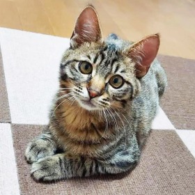まるちゃん 猫