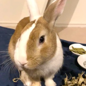 まるもくん うさぎ