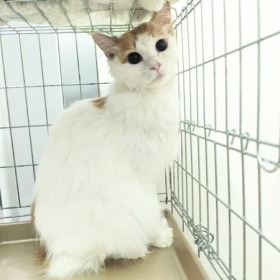 美麗ちゃん 猫