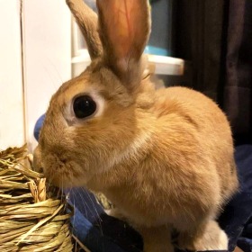 なずなちゃん うさぎ