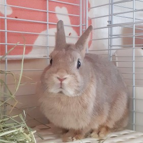 ポムちゃん うさぎ