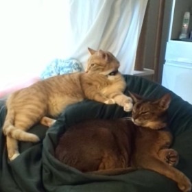 チャトラン・マキアートくん　 猫