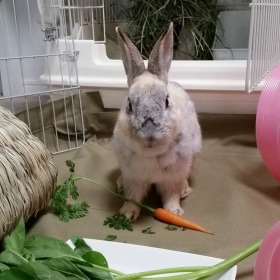 ジローくん うさぎ