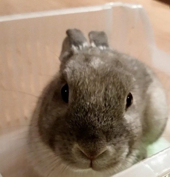 カイくん ♂ うさぎ