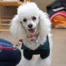 シロくん 犬