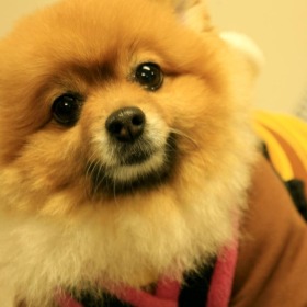 アンジーくん 犬