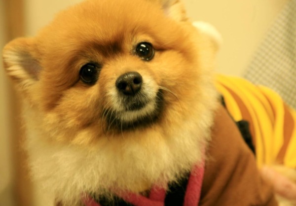 アンジーくん ♂ 犬