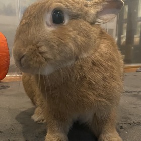 なずなちゃん うさぎ