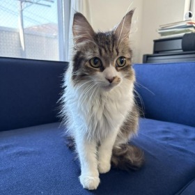 のの ノルウェージャンフォレストキャット