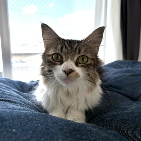 のの ノルウェージャンフォレストキャット