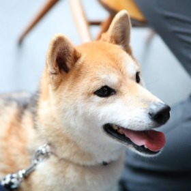 バディーくん 犬