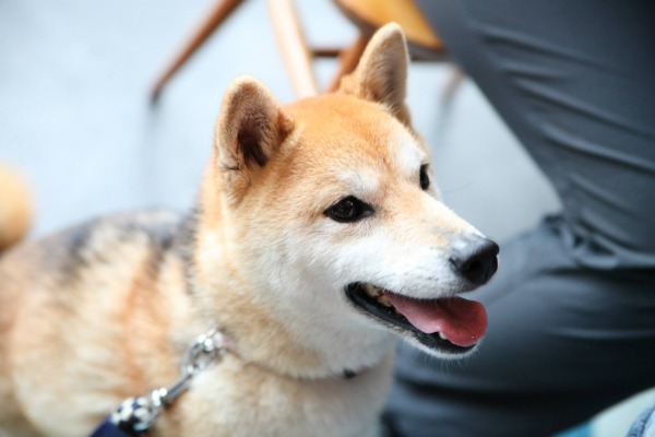 バディーくん ♂ 犬