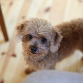 バビちゃん 犬
