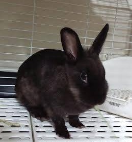 ジジちゃん うさぎ