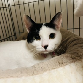 わりした ミックス（白黒）