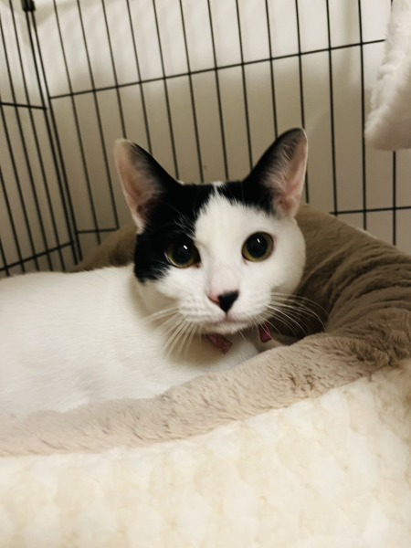 わりした ♀ ミックス（白黒）