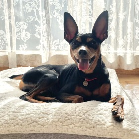 ソル（Sol） ミニチュア・ピンシャー