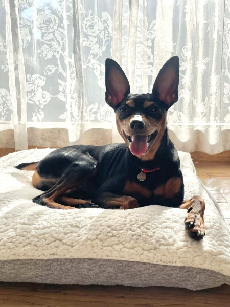 ソル（Sol） ♂ ミニチュア・ピンシャー