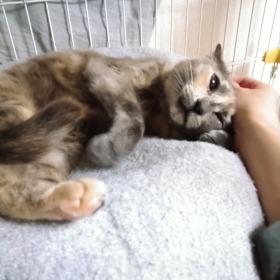 なでなでもできるんです