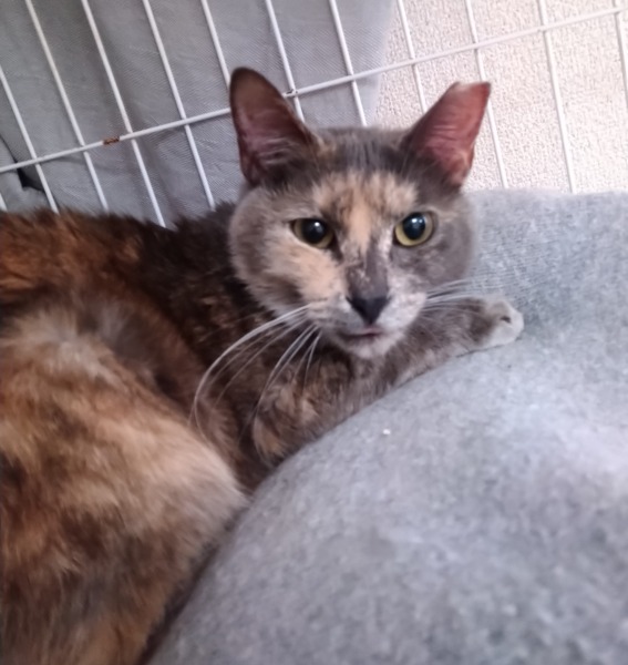 はるか ♀ ミックス（サビ）